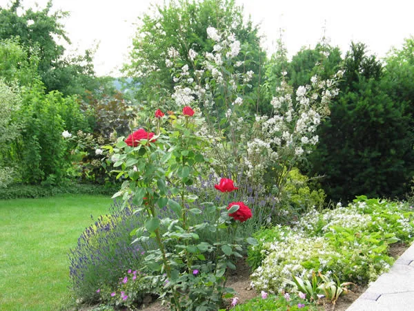 Angelegter Hausgarten mit Staudenbeeten und gepflastertem Weg